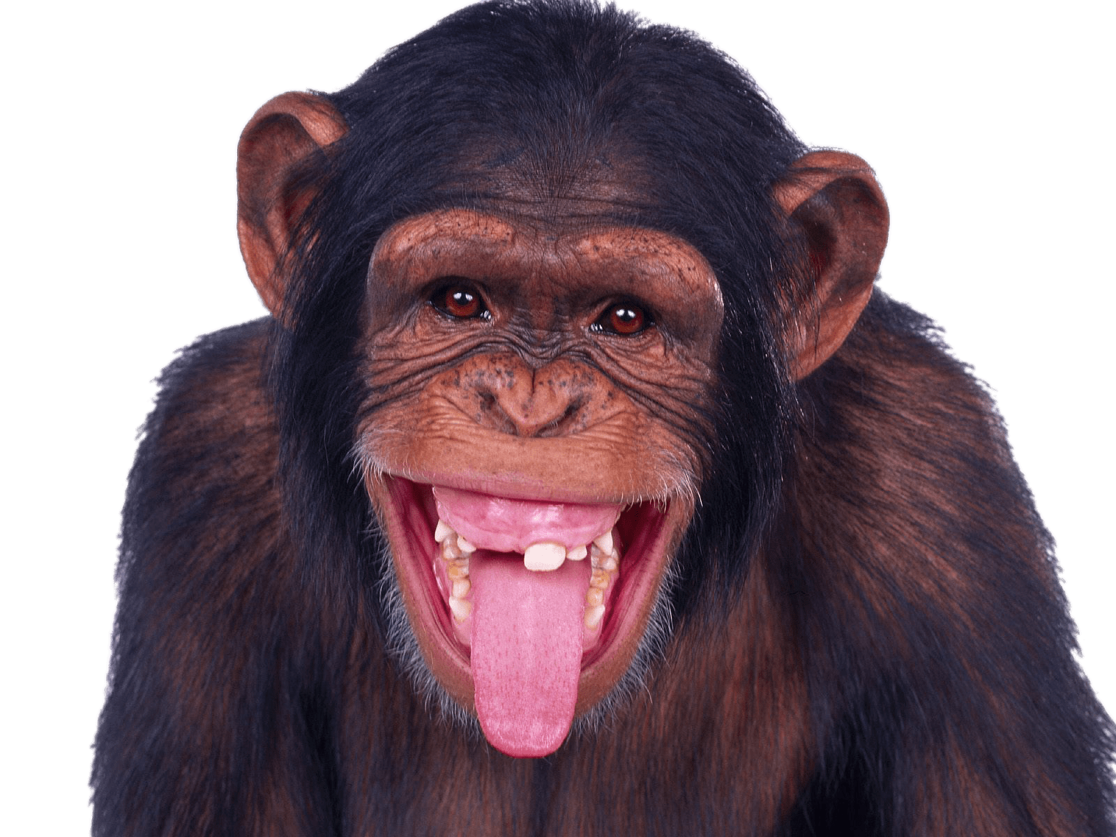 Chimp